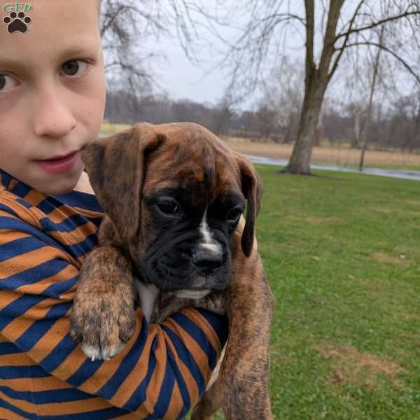 Pierce, Boxer Puppy